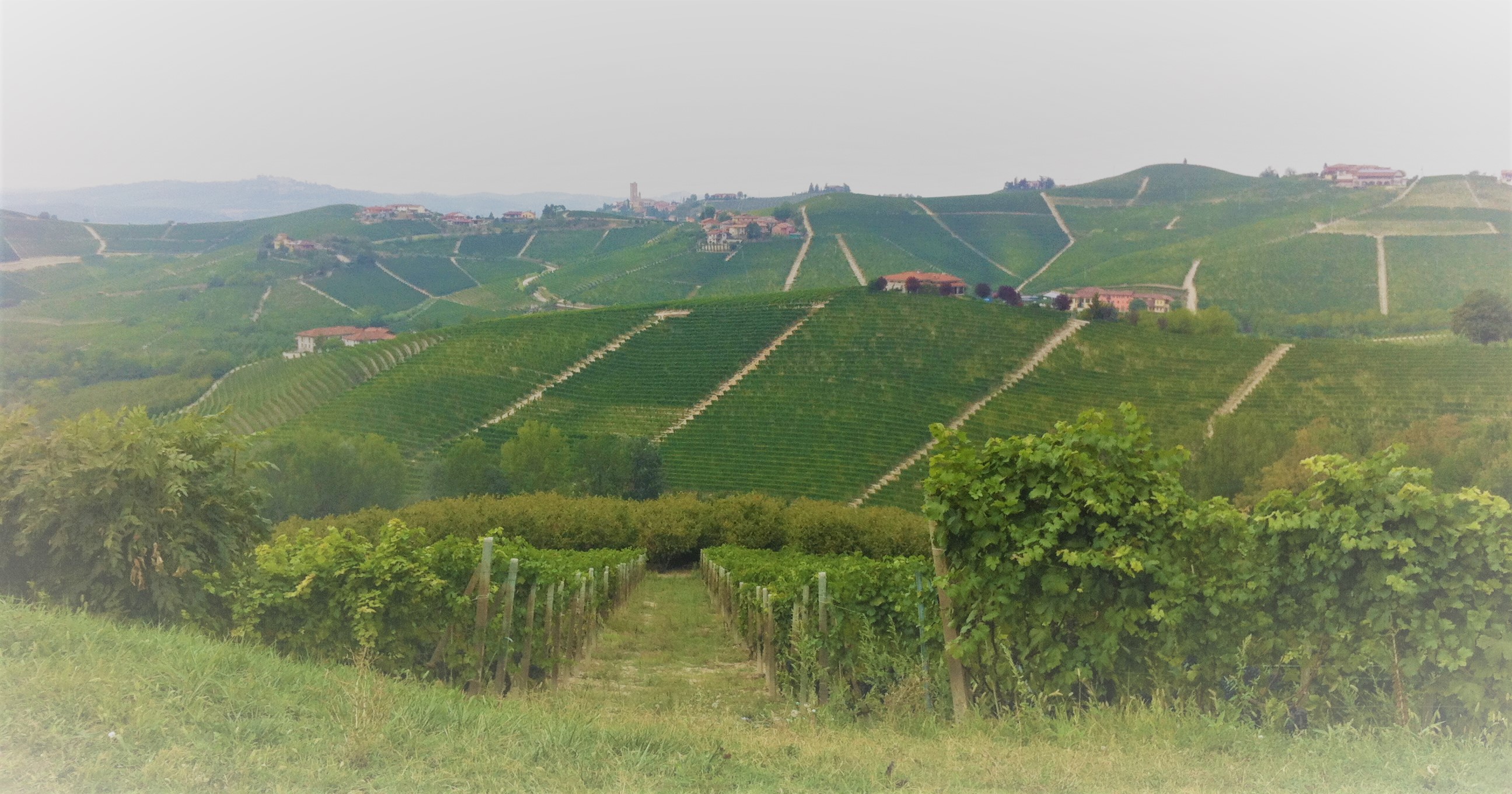 Wijngaarden Piemonte